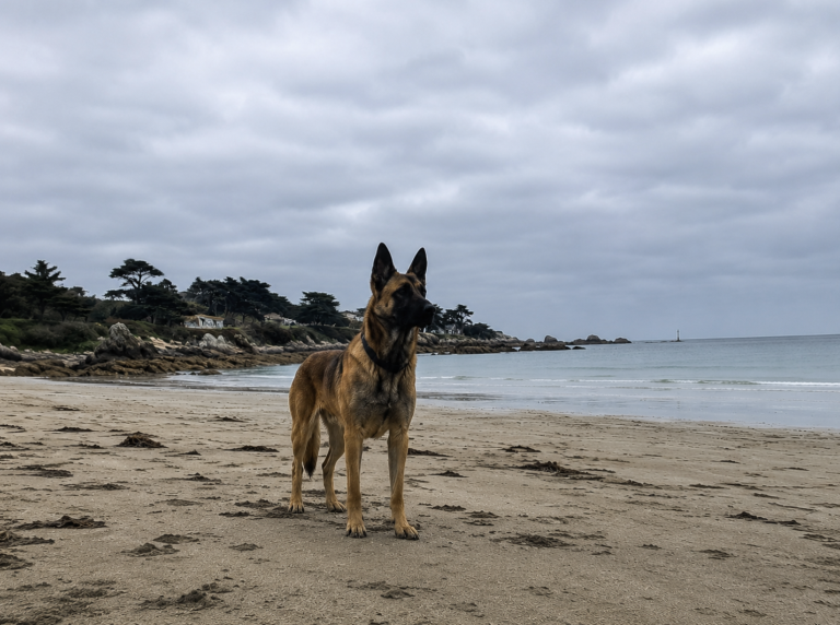 Berger Allemand Croisé Malinois