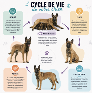 Evolution comportemental et cycle de vie du Berger Allemand Croisé Malinois