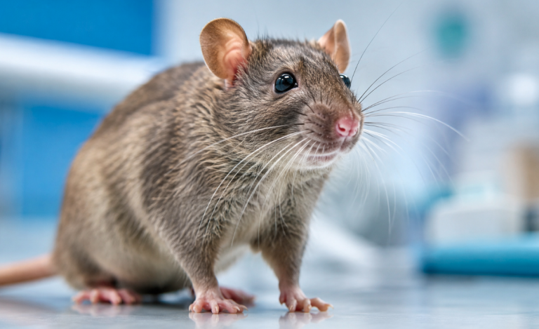 Rat hémophile ou pas ?