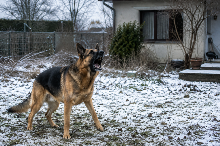 Aboiement Berger Allemand